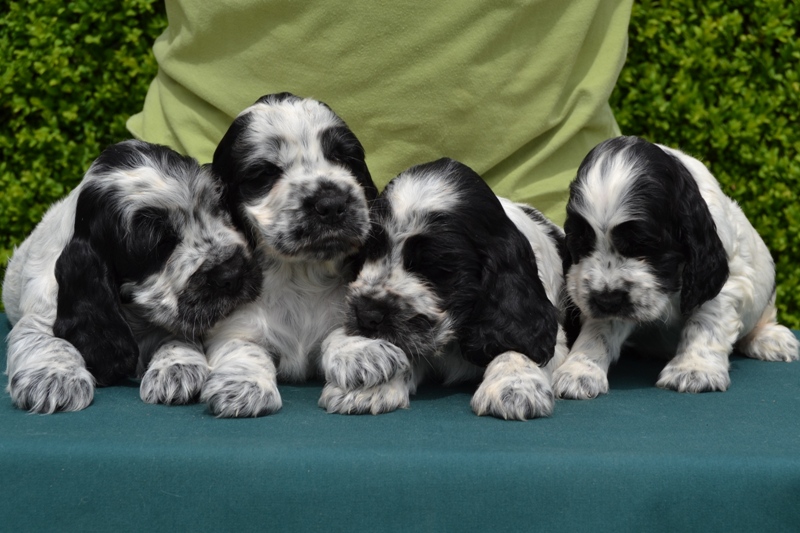 25-Chris, Chiko, Charlie, Chessy.JPG